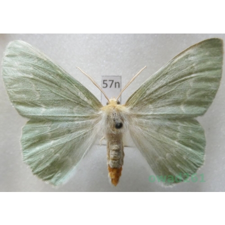 Geometra papilionaria (Linnaeus, 1758) Czech57n